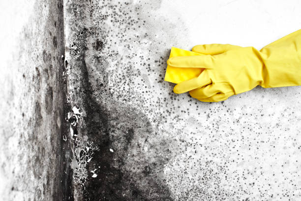 Best Mold Removal Company Near Me  in Troutdale, OR