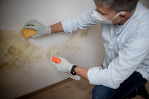 Best Fast Mold Removal  in Troutdale, OR