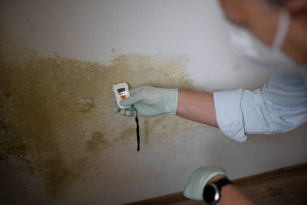 Best Professional Mold Removal  in Troutdale, OR