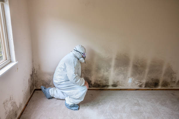 Professional Mold Removal in Troutdale, OR